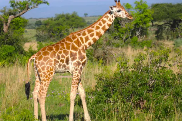 Lake Mburo National Park savannah and lakes