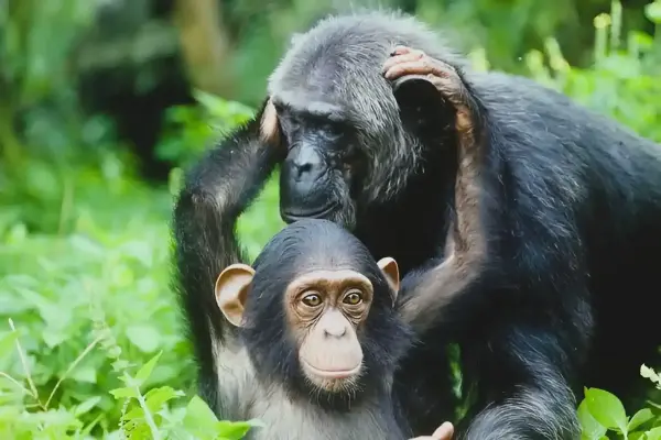Kibale Forest National Park chimpanzee tracking