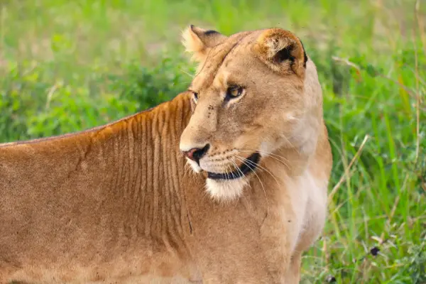 Queen Elizabeth National Park safari