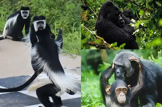 Primate Discovery Journey